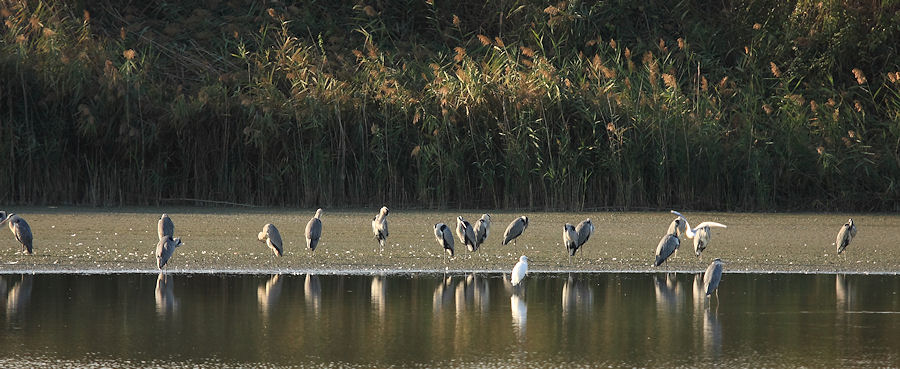 L''oasi WWF Stagni di Focognano (C.pi Bisenzio)